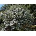 LEPTOSPERMUM SCOPARIUM - MANUKA - TEA TREE-NZ NATIVE